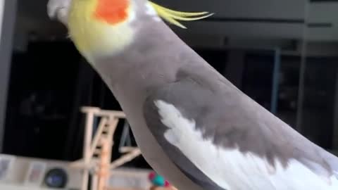 The love bird sings in an amazing and amazing way, so fun