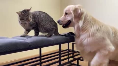 Funny Cat Hints to Golden Retriever that Playtime is Over