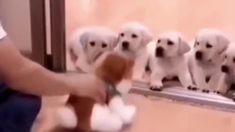 These puppies are afraid of Hardcore training!