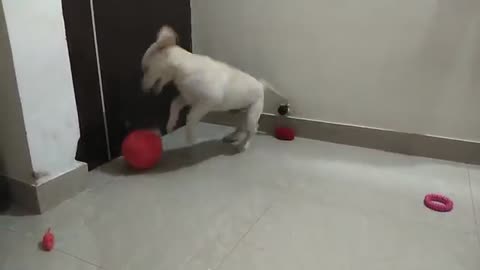 Labrador puppy (chino) playing with red balloon and barking