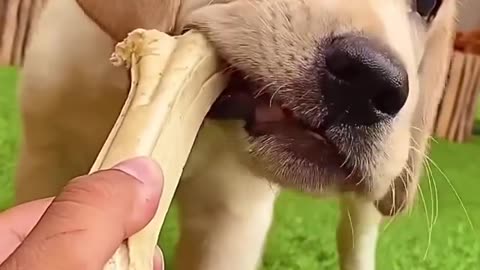 FUNNY Dog eating bones
