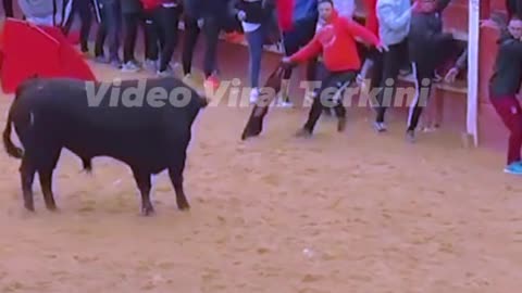 spanish bull bull show