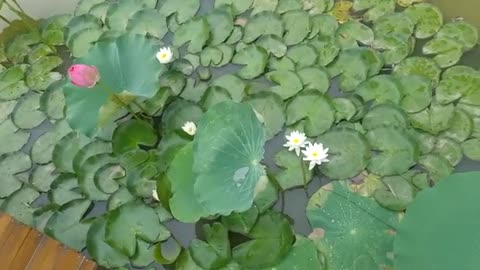 Beautiful water lily blooms