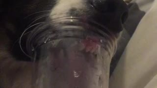 Dog licking slushie bottom of clear cup