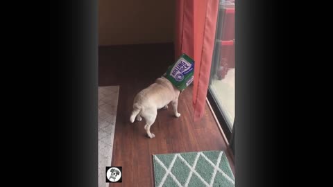 Pug Funny Moments - Cute Dog Videos