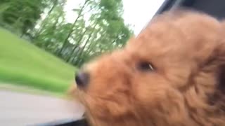 Puppy's first car ride results in adorably cute scenario