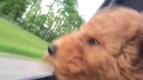 Puppy's first car ride results in adorably cute scenario
