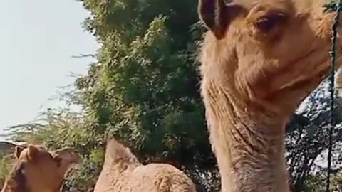 Desert camel in Village