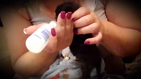 New rescue kitten Tiny