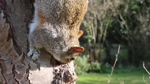 CUTE Squirrel eating