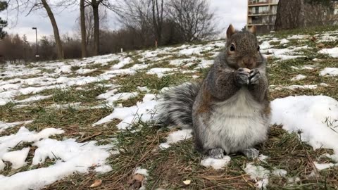 Cute Squirrel hopped out on a cold windy day.