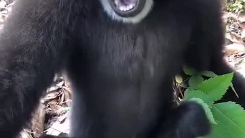 Monkey screams and make music