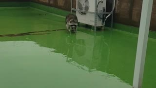 Raccoon's rainy day