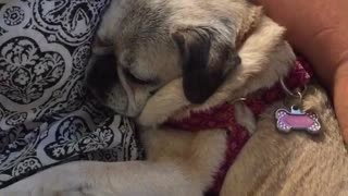 Pug puppy in red collar is sleeping next to owner