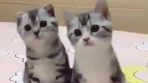 cute twin cats that can dance together