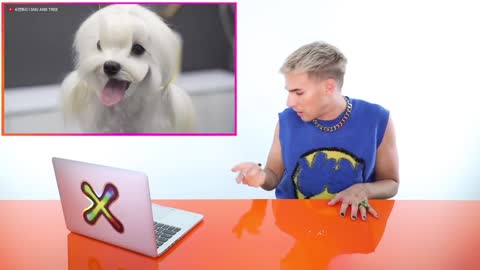 Hairdresser reacts to cute dog haircuts