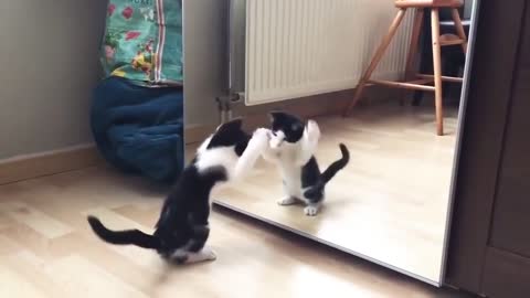 //Funny mirror cat//