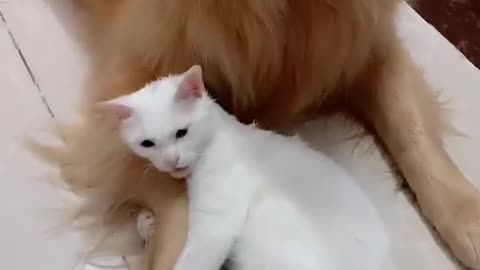 Don’t touch my dog!