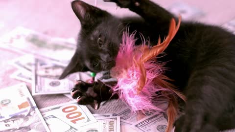 Cat Playing With Toy On Pile Of Money Slow Motion