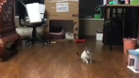 funny cat video