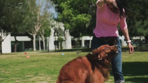 Territorio de Zaguates "Land of The Strays " Dog rescue ranch santuary in costa rica