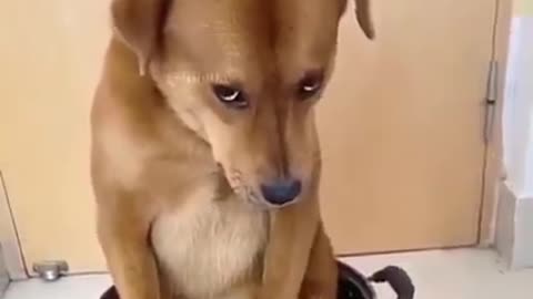 Dog Shorme Funny Video