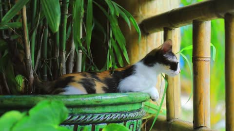 a cat comfortably lying in a potted plant.