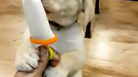 Dog and ice cream