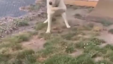 Funny Dog Video - Very Funny Video_ Funny Cat video