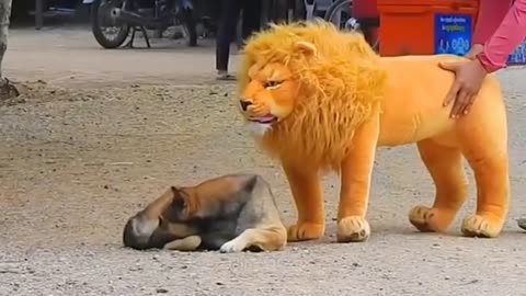 Troll Prank Dog Funny & fake Lion and Fake Tiger Prank To dog & Huge Box Prank to dog