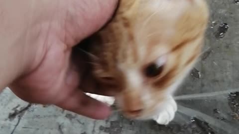 Cute Cat from the street