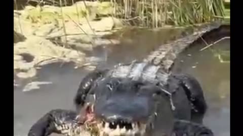 Alligator Gets Right To The Point 😱😱😱😱