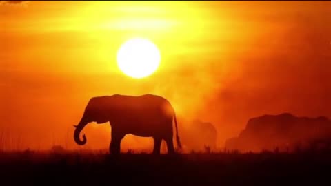 African Savanna Sunset shows the beautiful colors of an African sunset