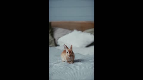 cute rabit