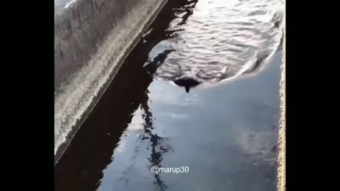 swimming bird