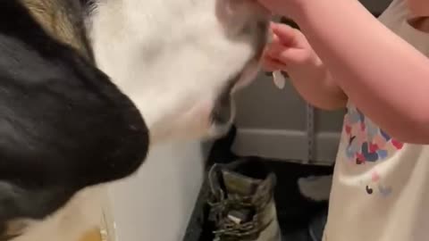Little girl brush big dog teeth