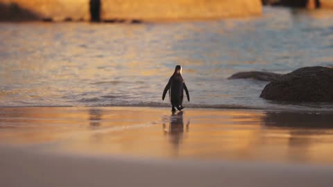 Cute Penguin In Sea Beach.