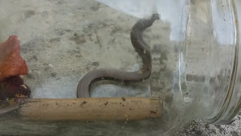 Slow worm in a jar