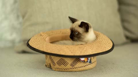 Siamese cat inside a hat