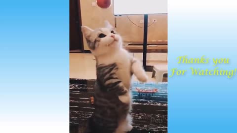 Compilation of cute and funny cats moments