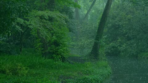 The beautiful forest is raining (9) , sleep, relax, meditate, study, work, ASMR