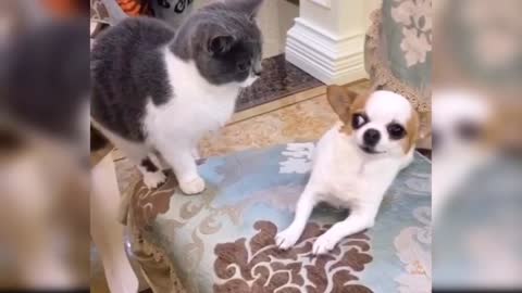 Dogs funny vedio with cat / to funny cat vs dog 🤣