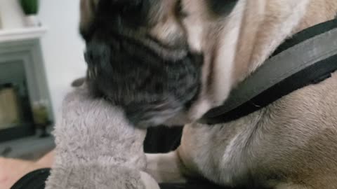 Pugsley is in the Heckin Zone!