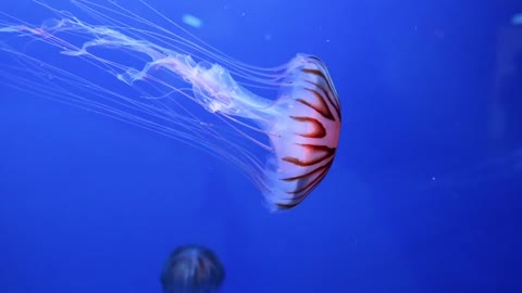 Group of beautiful jellyfish in the aquarium