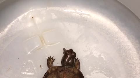 Baby Box Turtle eating an earthworm.