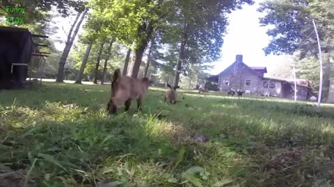 BABY GOATS!