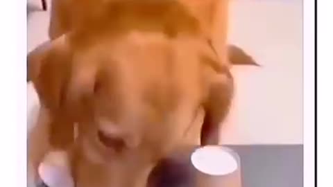 Amazing dog funny video