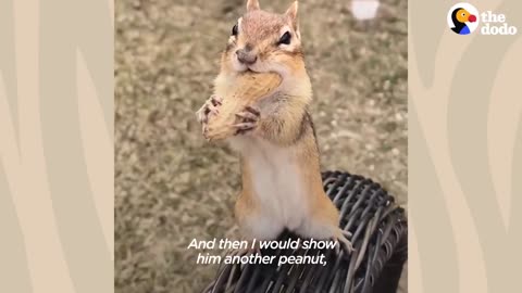 Chipmunk Gets So Jealous When His Favorite Girl Talks To Other Chipmunks | The Dodo Wild Hearts