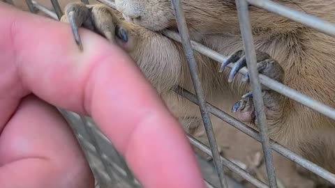 A Prairie dog Holding Hands.