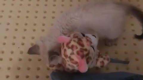 Small Kitten Playing with Her Teddy Bear Toy